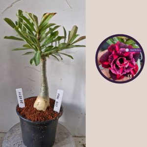 2803 11 Rosa do Deserto Mah Biee