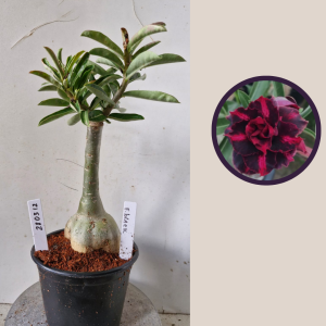 2803 12 Rosa do Deserto Ferrari Black