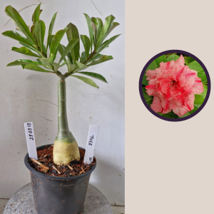 2803 13 Rosa do Deserto Tule