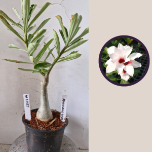 2803 14 Rosa do Deserto A Thousand Years