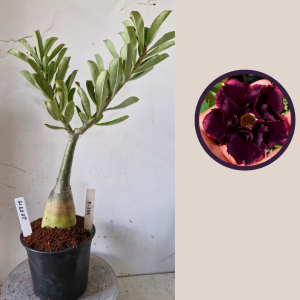 2803 15 Rosa do Deserto P-200