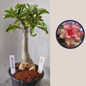 2803 26 Big caudex Filó