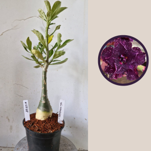 2803 17 Rosa do Deserto Ceu Estrelado