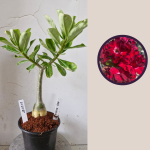 2803 18 Rosa do Deserto Red Buque