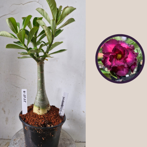 2803 19 Rosa do Deserto Mirabillis 2