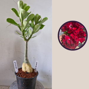 2803 24 Big caudex Amor de Mãe