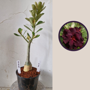 2803 20 Rosa do Deserto L-14