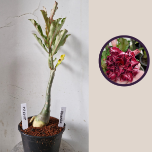 2803 22 Rosa do Deserto Rihanna