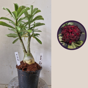 2903 19 Rosa do Deserto Blood Ruby