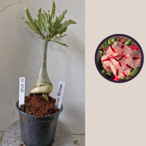 2903 02 Rosa do Deserto Princess Athea