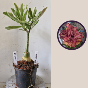 2903 03 Rosa do Deserto Triple Wish