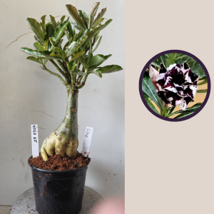 2903 04 Rosa do Deserto Lilac