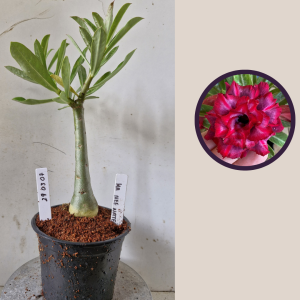 2903 07 Rosa do Deserto Ma Nee Nate