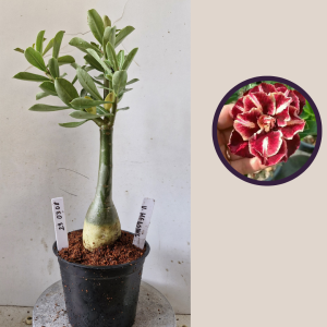 2903 08 Rosa do Deserto Van Helsing