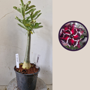 2903 10 Rosa do Deserto Akashi