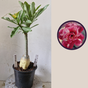 2903 18 Rosa do Deserto Lotus