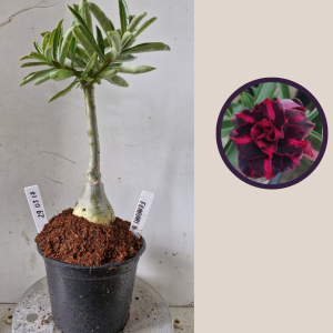 2903 17 Rosa do Deserto Ferarri