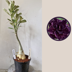 2903 16 Rosa do Deserto Ceu Estrelado