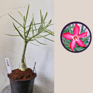 2903 11 Rosa do Deserto Nova Tanzania