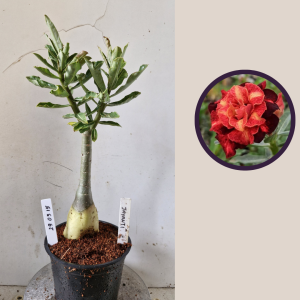 2903 15 Rosa do Deserto Jayanti