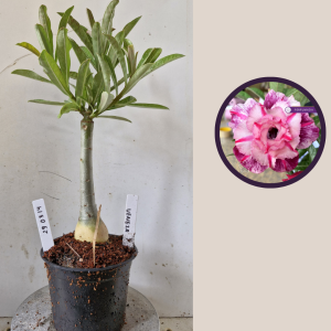 2903 14 Rosa do Deserto Veneza