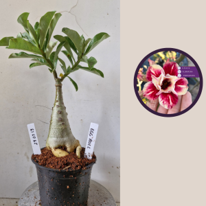 2903 13 Rosa do Deserto Egg Roll