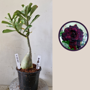 2903 12 Rosa do Deserto Beauty Witch