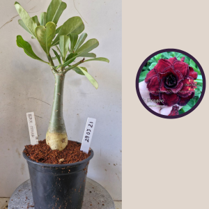 2903 21 Black Dragon