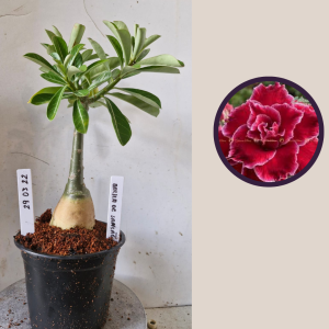 2903 22 Dalila de Sansão