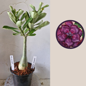 2903 40  Indigo Glaze