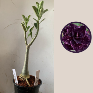 2903 63 Rosa do Deserto Ceu Estrelado