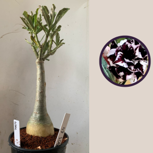 2903 64 Rosa do Deserto Lilac