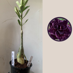 2903 61 Rosa do Deserto Ceu Estrelado