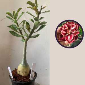 2903 59 Rosa do Deserto Van Helsing