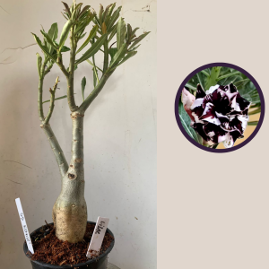 2903 55 Rosa do Deserto Lilac