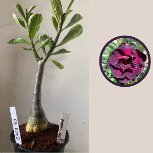 2903 53 Rosa do Deserto Purple Years