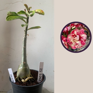 2903 52 Rosa do Deserto Sicilia