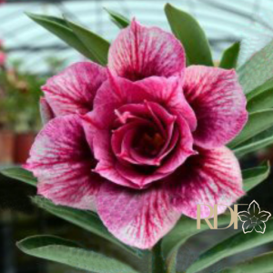 Podadinha - Rosa do Deserto Hexagon Gem