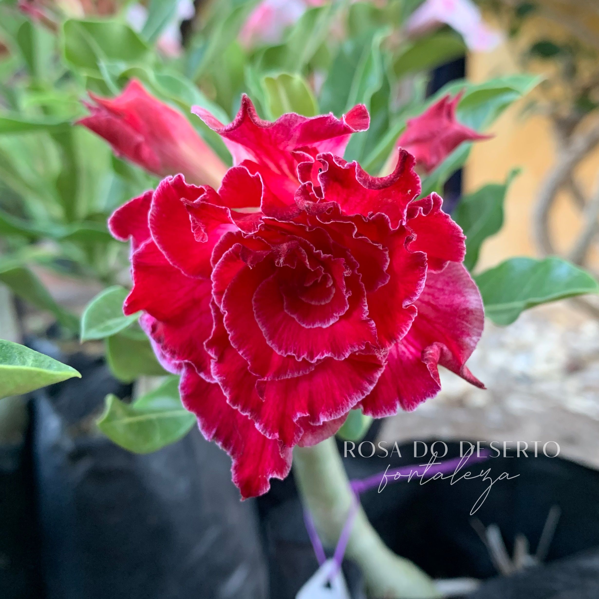 Baby - Rosa do Deserto Entrancing