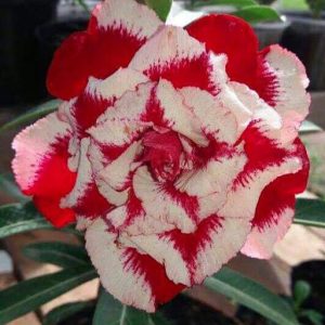 ´Podadinha - Rosa do Deserto King