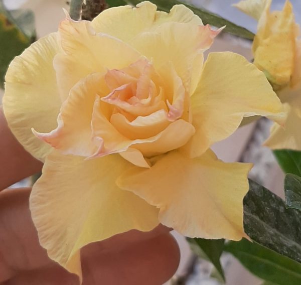 Podadinha - Rosa do Deserto Aurora