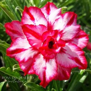 Podadinha - Rosa do Deserto Amethyst