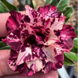 Podadinha - Rosa do Deserto Fluorita