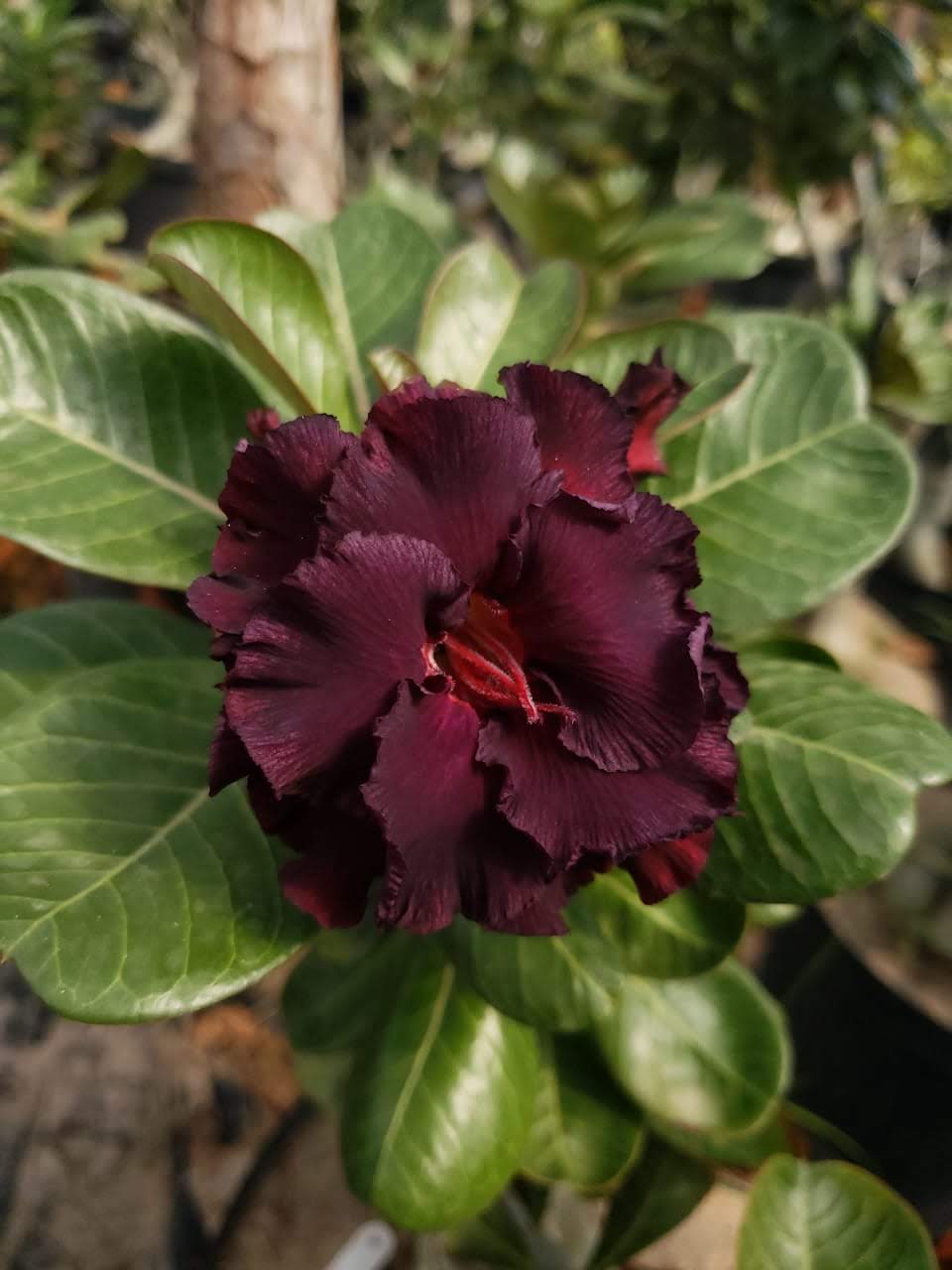 Podadinha - Rosa do Deserto L14