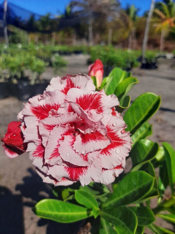 Podadinha - Rosa do Deserto Ying Ning RC 510