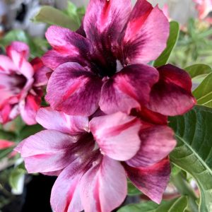 Podadinha - Rosa do Deserto Barbie Dobrada