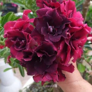 Podadinha - Rosa Do Deserto Steel
