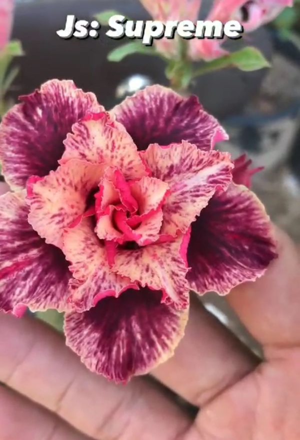 Podadinha - Rosa Do Deserto Supreme