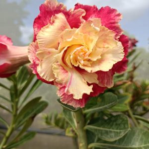 Baby - Baby Rosa Do Deserto Kr 53