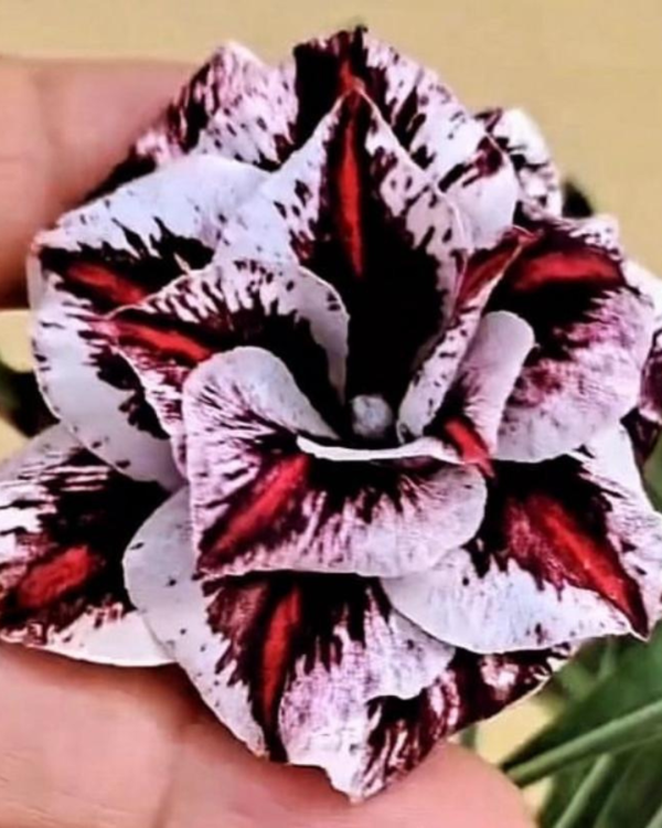 Podadinha - Rosa Do Deserto Lilac Frost - Imagem 6